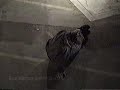 Skating bails