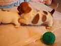 Jack Russell Puppies - Playtime