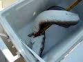 Gronco a bolentino Gronco a bolentino