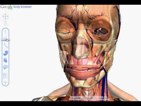 google body browser - A quick 2 minute demo of Google's new Body Browser. Having a look at the full body anatomy See here for install instructions http://bit.ly/hRWqVi Website: ht...