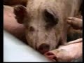 Frozen Hogs
