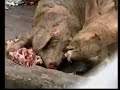 frozen hogs