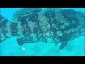 Overfishing short video