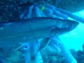 Bonaire Scuba Video 2007 by Ceyhun Erciyes (CanonS-80)