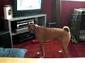 Basenji singin\ Basenji singin\