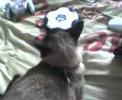 gato d tacho