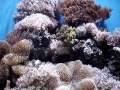 Reef Aquarium
