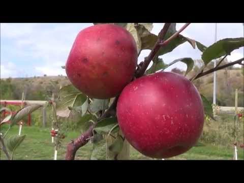 VIDEO: Scenic Autumn drive in Canada