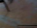 videos de Jasper and Diablo running around like spastic monkeys
