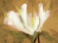 Abstracionismo em flor