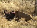 POWER,The strength of a Lion - Krugerpark