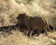The strength of a Lion - Krugerpark 