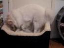 kismet burying