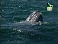 Spring Watch USA - Friendly Whale Spring Watch USA - Friendly Whale
