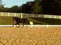 Tennessee Walking Horse Vengeance is Mine dressage