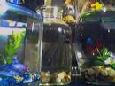 betta fish