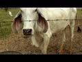 Some of My Friends in Jomtien Beach Thailand - Brahma Cattle