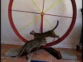 animals on treadmills