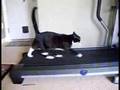 animals on treadmills