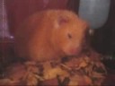 The Adventures of Hamster Huey