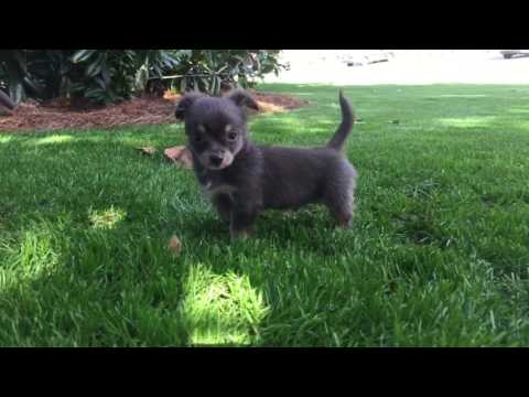 Frankie is the cutest loving haired chihuahua I have ever seen
