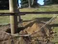 ComEd replaces pole hit by driver