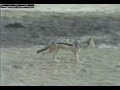 Jackal at Water Hole Jackal at Water Hole