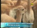 el chaccu