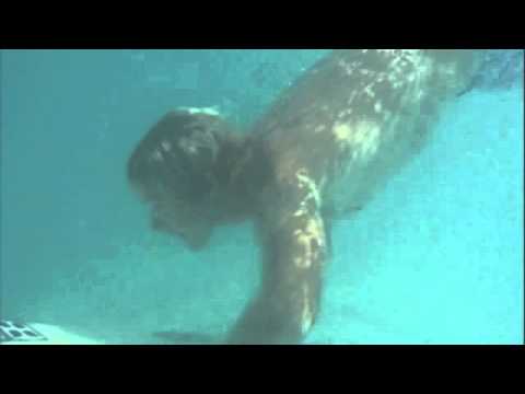how to practice duck diving