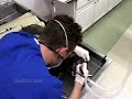 Veterinary Technologists and Technicians Job Description