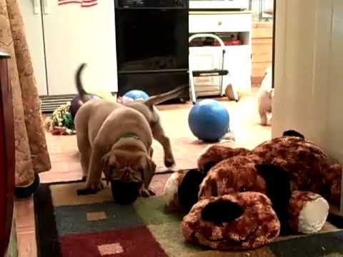 bullmastiff
