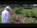 Volunteer Day at the Rose Garden Volunteer Day at the Rose Garden