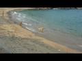 Awabi and Pizza