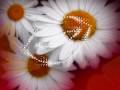 DE   8 MARTIE pt.toate femeile - videoclip