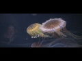 Pacific Sea Nettle at Aquarium of the Pacific Pacific Sea Nettle at Aquarium of the Pacific