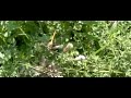 Bruinrode heidelibel, Common Darter, landend op rus