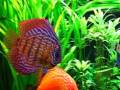 Keren Ann - End Of May feat. Meeresaquarium Zella Mehlis