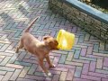Layka