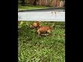 Vicious Bad Dog