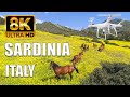8K VIDEO ULTRA HD NATURE HORSES FUHD SARDINI ..