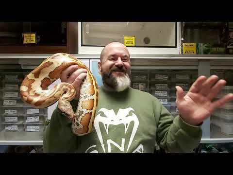 YouTube reptile video