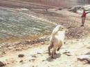 nanuq performing...