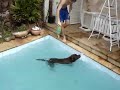 shark o ca�ador!