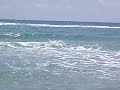 Manatee in shorebreak - Boynton Beach, Florida