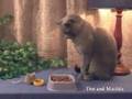 Funny cats - Dinner time for Cat and Mouse!
