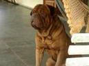Dogue de Bordeaux