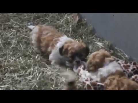 how to care for a zuchon puppy