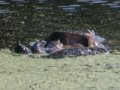 Snapping Turtles Fighting