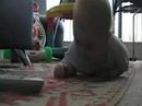 Parker learning to crawl