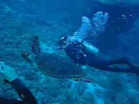 Tortugas
